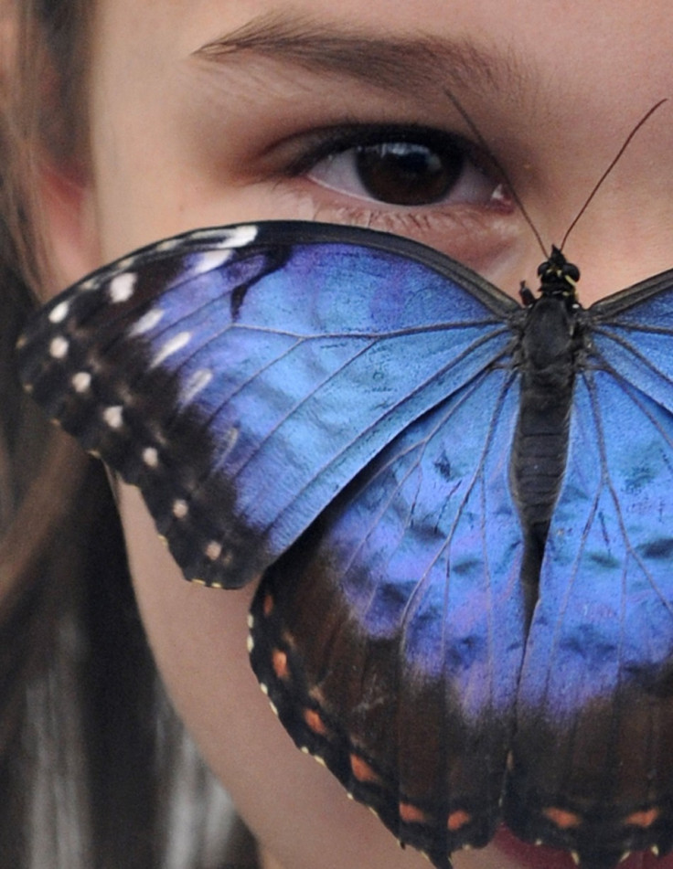 A Blue Morpho butterfly at the Natural History Museum in London