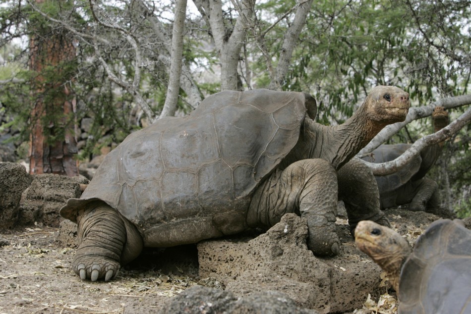 Worlds Oldest Tortoise