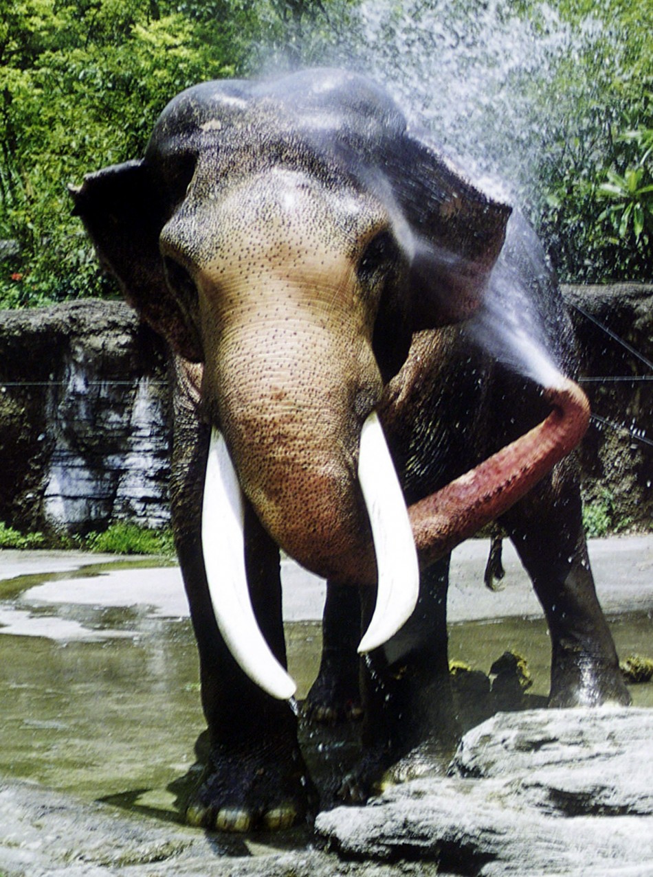 Worlds Oldest Elephant