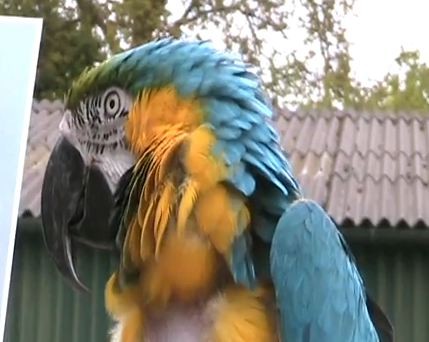 Worlds Oldest Parrot