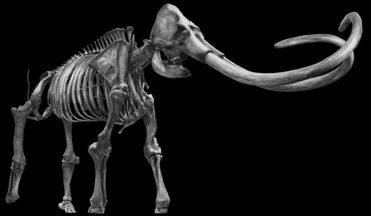 An artist's rendering of an Ice Age mammoth skeleton