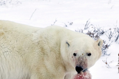 A male polar bear carries the head of a polar bear cub it killed and cannibalized in an area about 300 km north of the Canadian town of Churchil