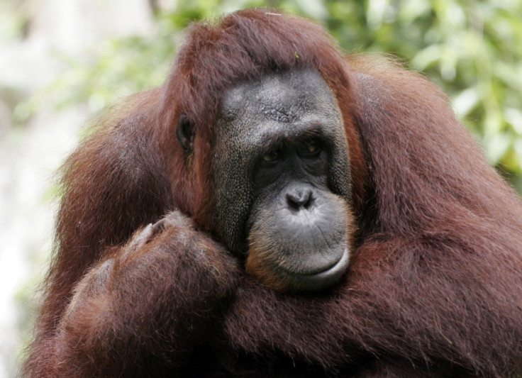 Two female were found orangutans cannibalising the bodies of their recently deceased babies in the space of one month in Indonesia