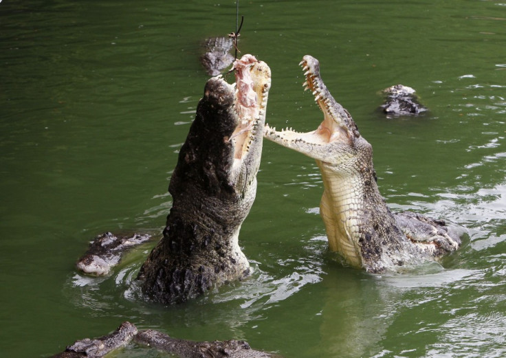 Crocs eat their young in times of resource scarcity--the little ones make an easy target