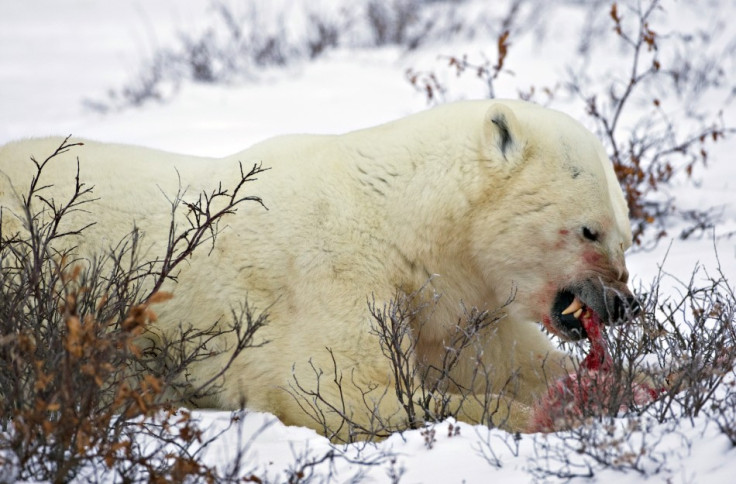 A male polar bear cannabalizes a polar bear cub in an area about 300km (186 miles) north of the Canadian town of Churchill in this picture taken November 20, 2009