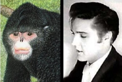 Elvis Monkey Discovered Among 200 New Mekong Species