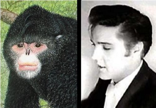 Elvis Monkey Discovered Among 200 New Mekong Species