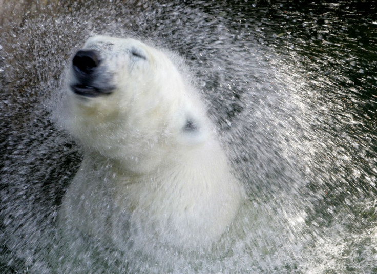 Polar Bear