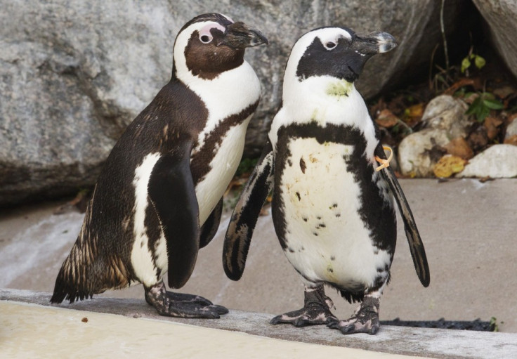 African penguins Pedro and Buddy interact with each other at the Toronto Zoo