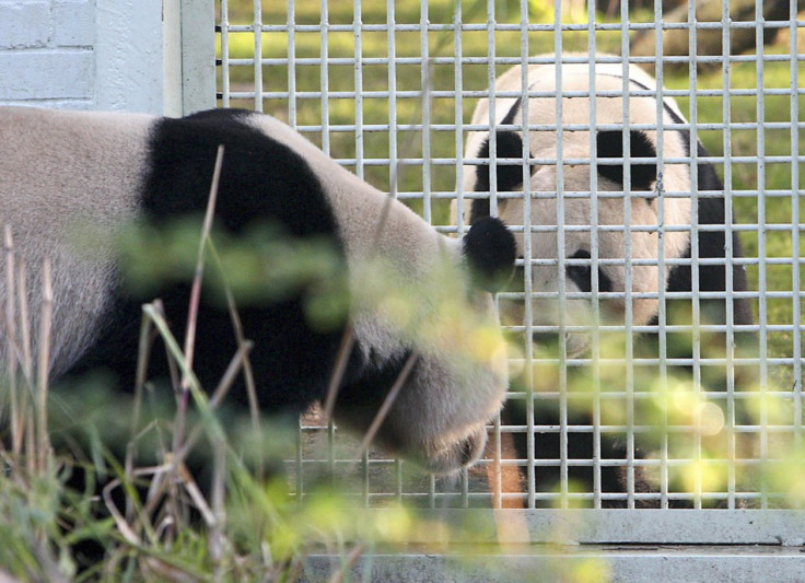 Tian Tian and Yang Guang Panda at Edinburgh Zoo