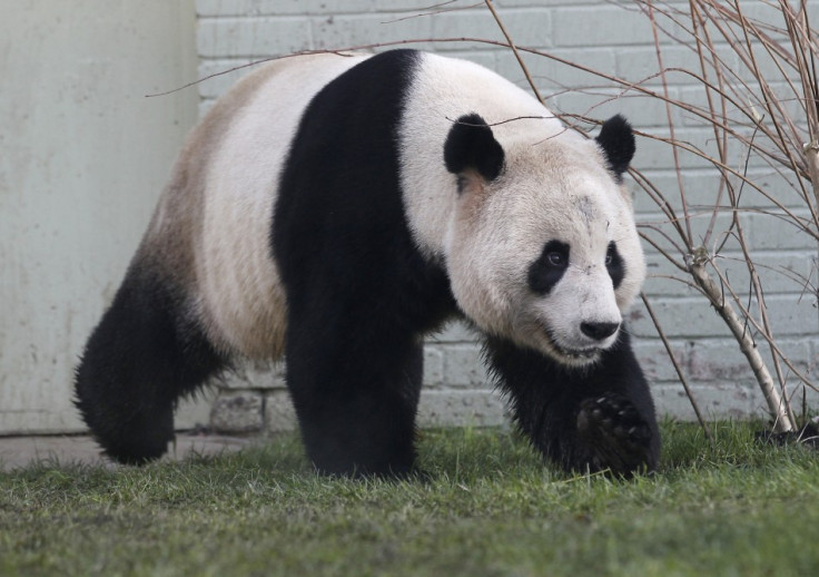 Tian Tian: the BBC's female face of December