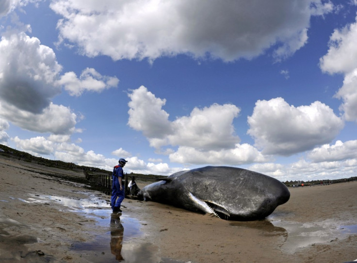 beached