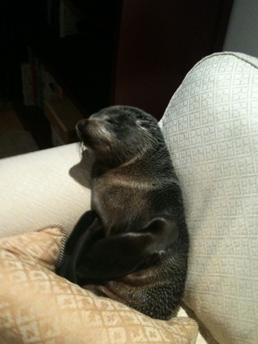 Baby seal wanders into New Zealand home