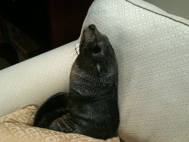 The seal is said to have wandered up from the waterfront at nearby Welcome Bay. Baby seal wanders into New Zealand home