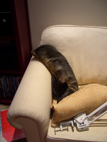 Resident Annette Swoffer got a shock and thought she might have been hallucinating when she noticed the seal curled up on her couch. Baby seal wanders into New Zealand home