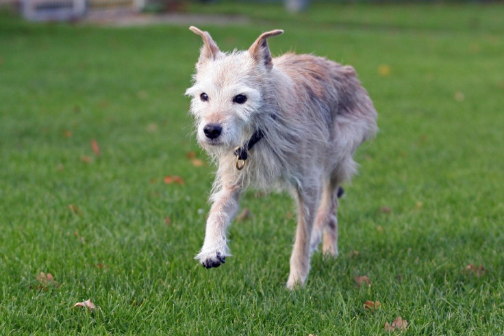 Pip oldest dog in the world Brentwood UK