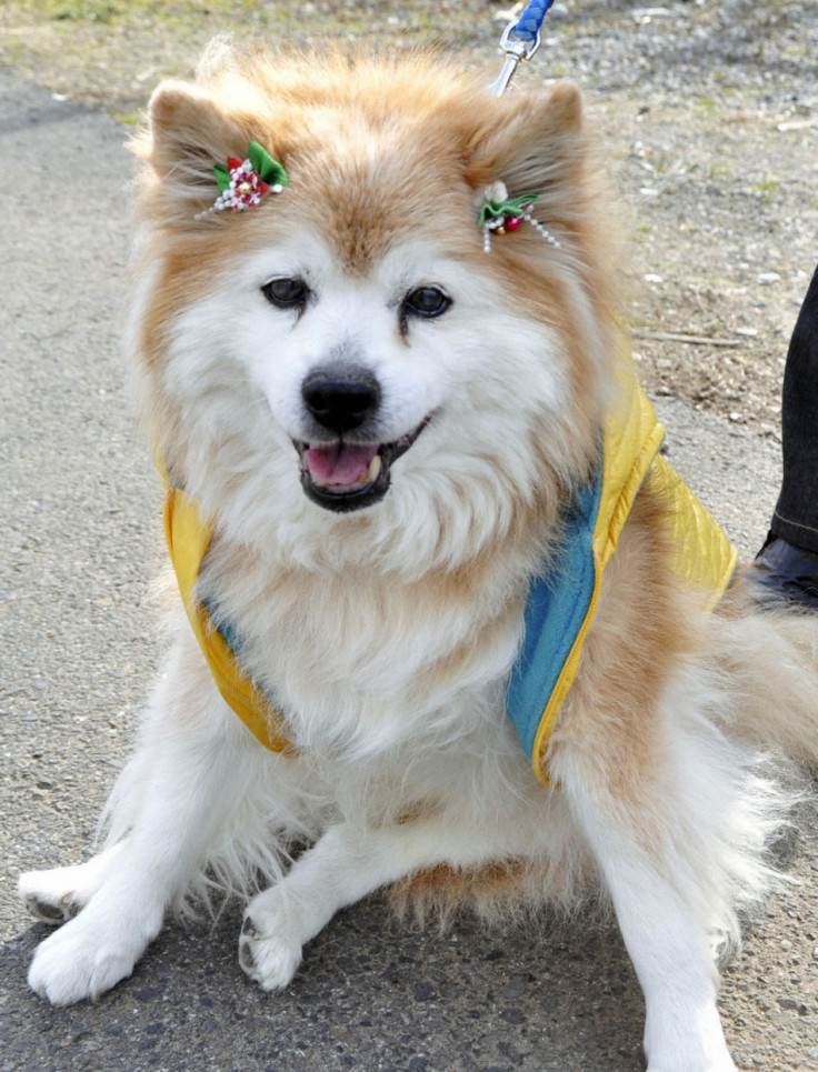 Pusuke Japan dog