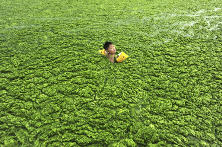 Algea Extracts Could Cure Cardiac Disease, say Researchers