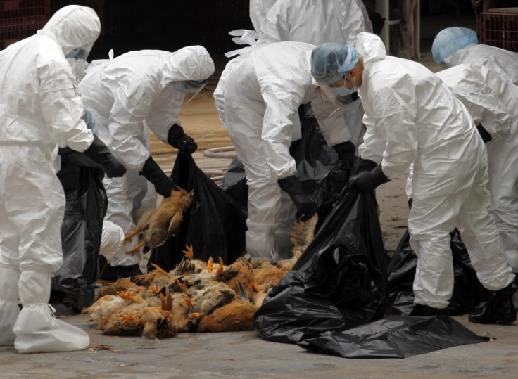 Health workers pack dead chicken at a wholesale poultry market in Hong Kong