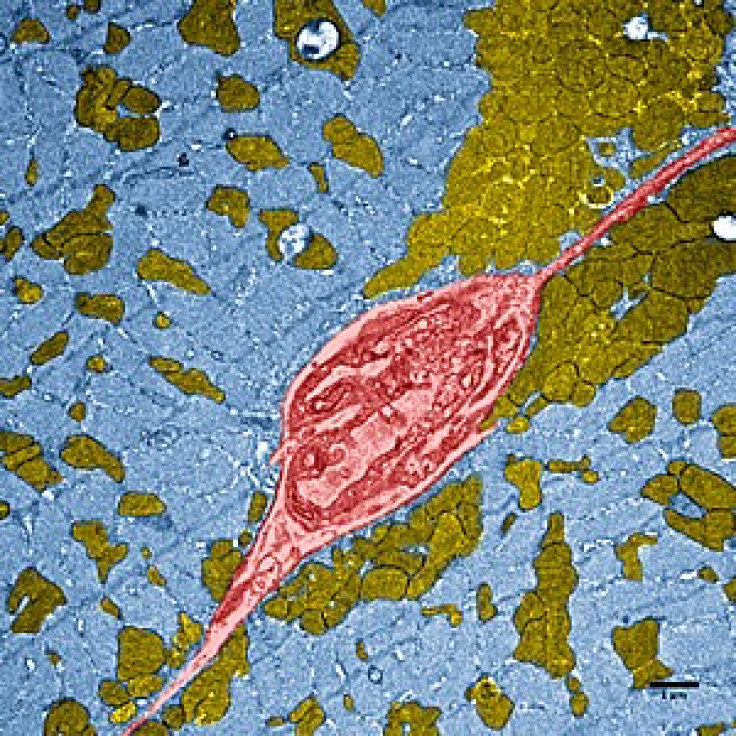 Enhanced muscular tissue of a mouse