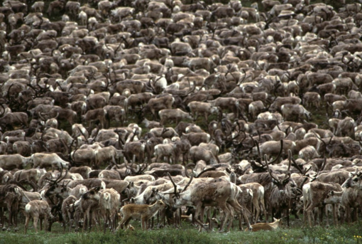 Caribou: World’s Largest Reindeer Herd Shrink in Size
