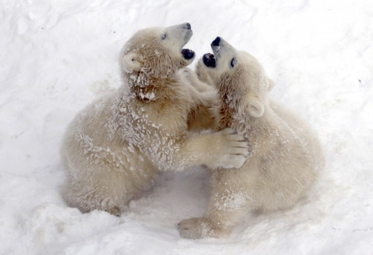 Polar bear cubs