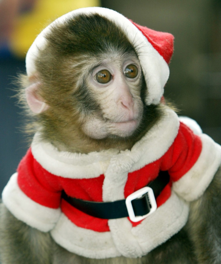 Chap, dressed in a Santa Claus outfit