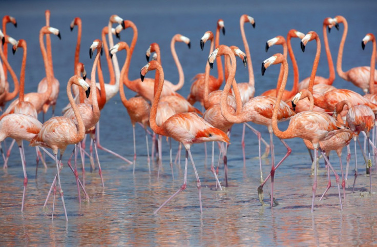 Flamingos stand in the waters of a wetland reserve in Celestun in Mexico's Yucatan Peninsula