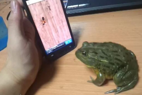 Pet African bullfrog plays mobile phone game credit YouTube/KoreanFrogMania