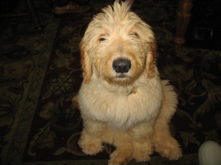 Goldendoodle