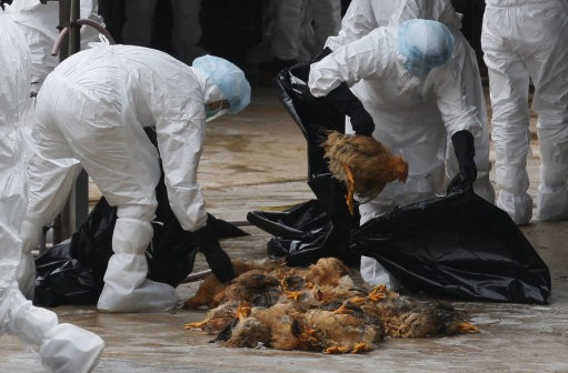 Bird flu