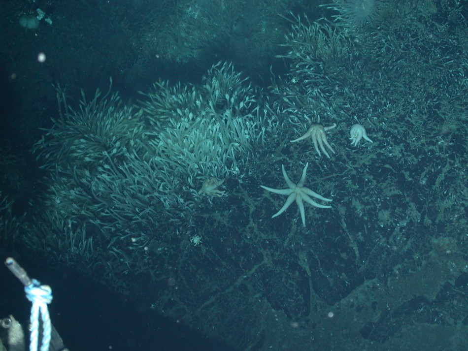 Seven-armed starfish