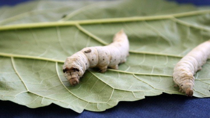 Silkworm