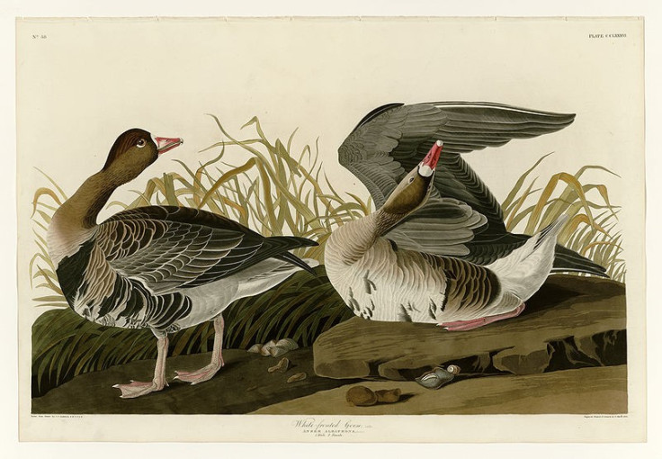 Rare Edition of Audubon's 'The Birds of America' Estimated at $10 Million