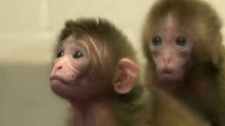 Genetically modified monkeys, Roku and Hex (Reuters)