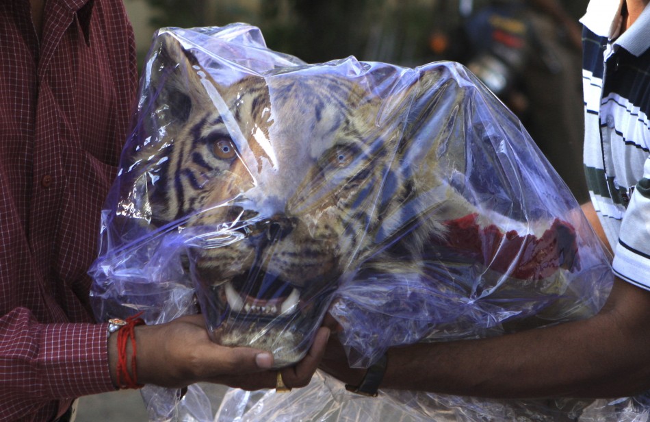 Thailand: $60,000 of Tiger Parts Seized by Customs