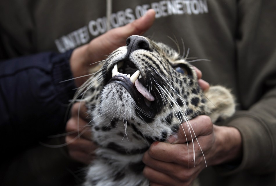 Wild animals are encroaching more on urban centres in India