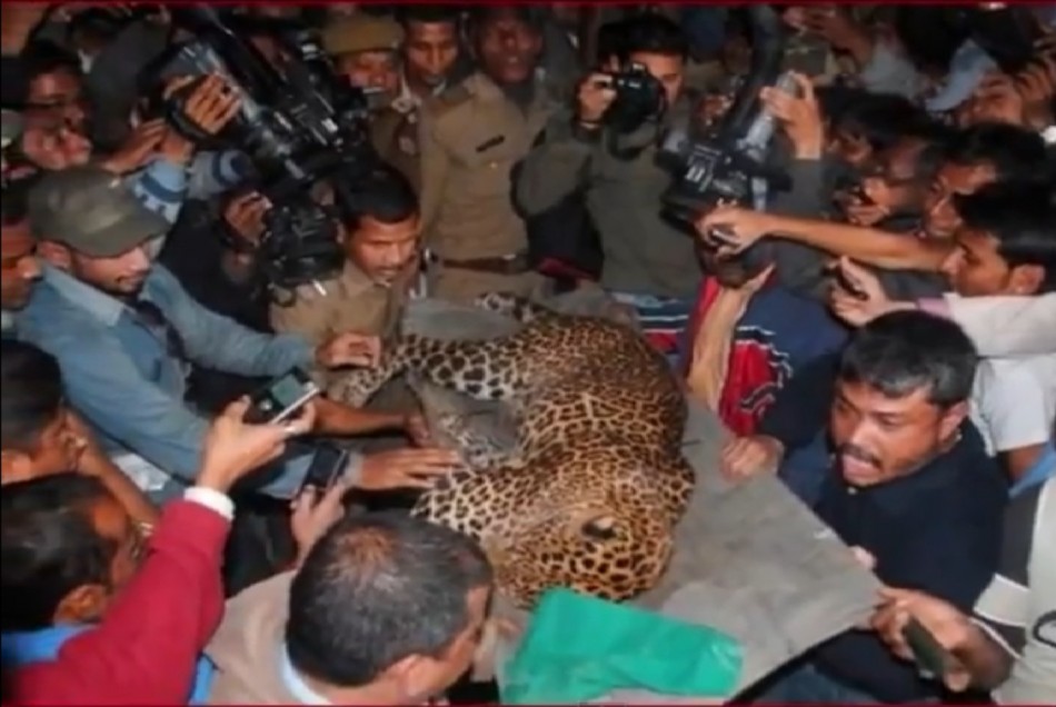 Leopard