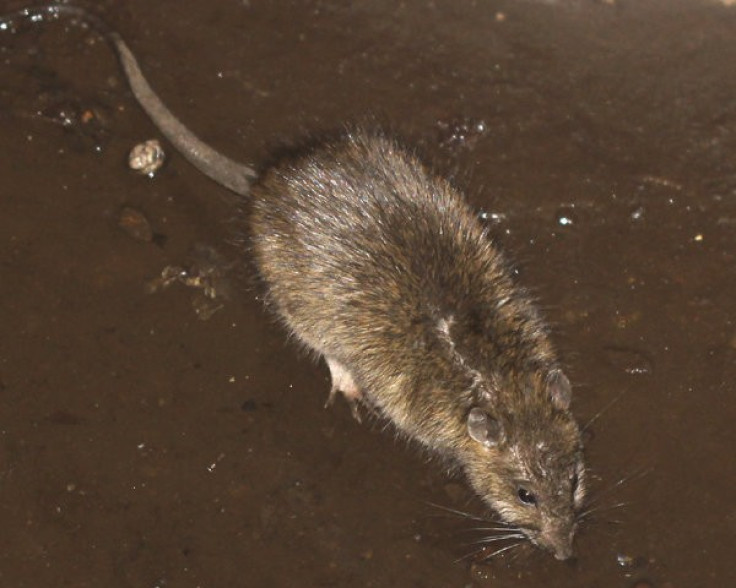 Rat infestation in New York subway