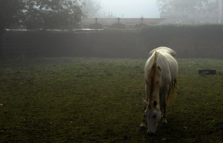 Horse owners have been warned to be vigilant after the mutilation and killing