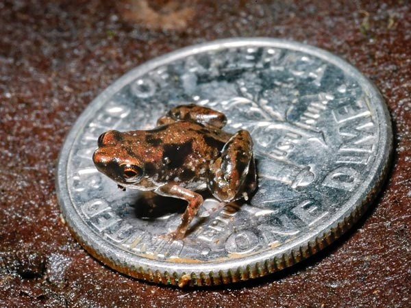 The world's smallest frog is just a quarter of an inch long (pic:Louisiana State University)