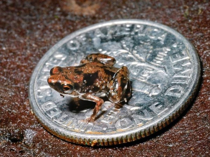 The world's smallest frog is just a quarter of an inch long (pic:Louisiana State University)