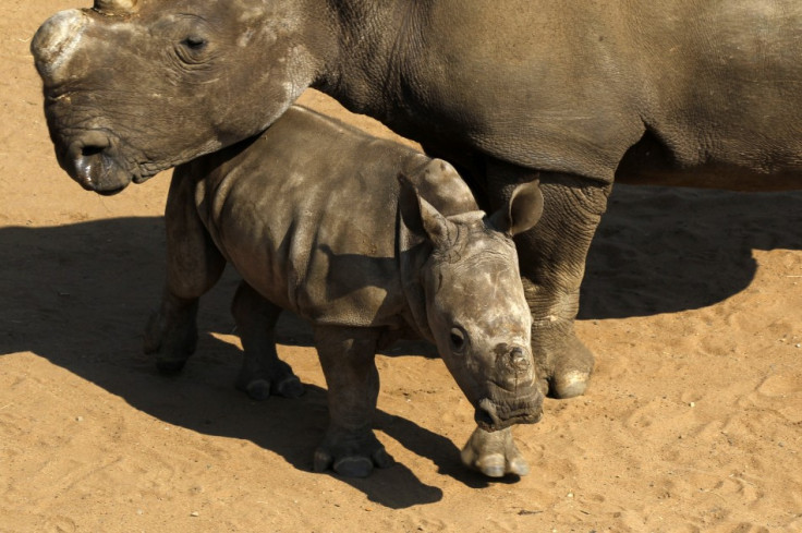Rhino poaching south africa