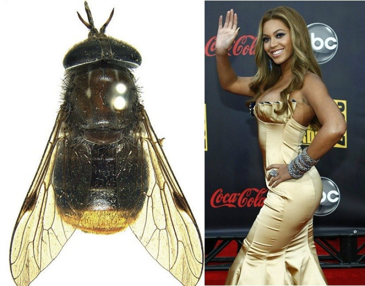 Horse fly named after Beyonce