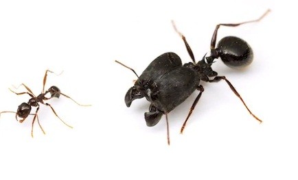 Creation of Supersoldier Ants Gives Clue to Evolution, Scientist Says ...