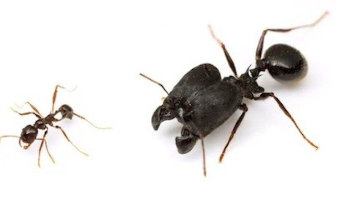 Supersoldier ants