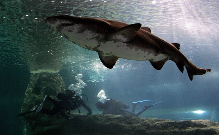 Bull shark