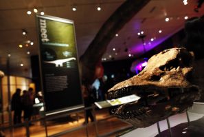 Skull of a 13-ton Diplodocus sauropod is seen at &quot;The World&#039;s Largest Dinosaurs&quot; exhibit at American Museum of Natural History in New York