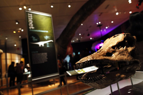 Skull of a 13-ton Diplodocus sauropod is seen at "The World's Largest Dinosaurs" exhibit at American Museum of Natural History in New York