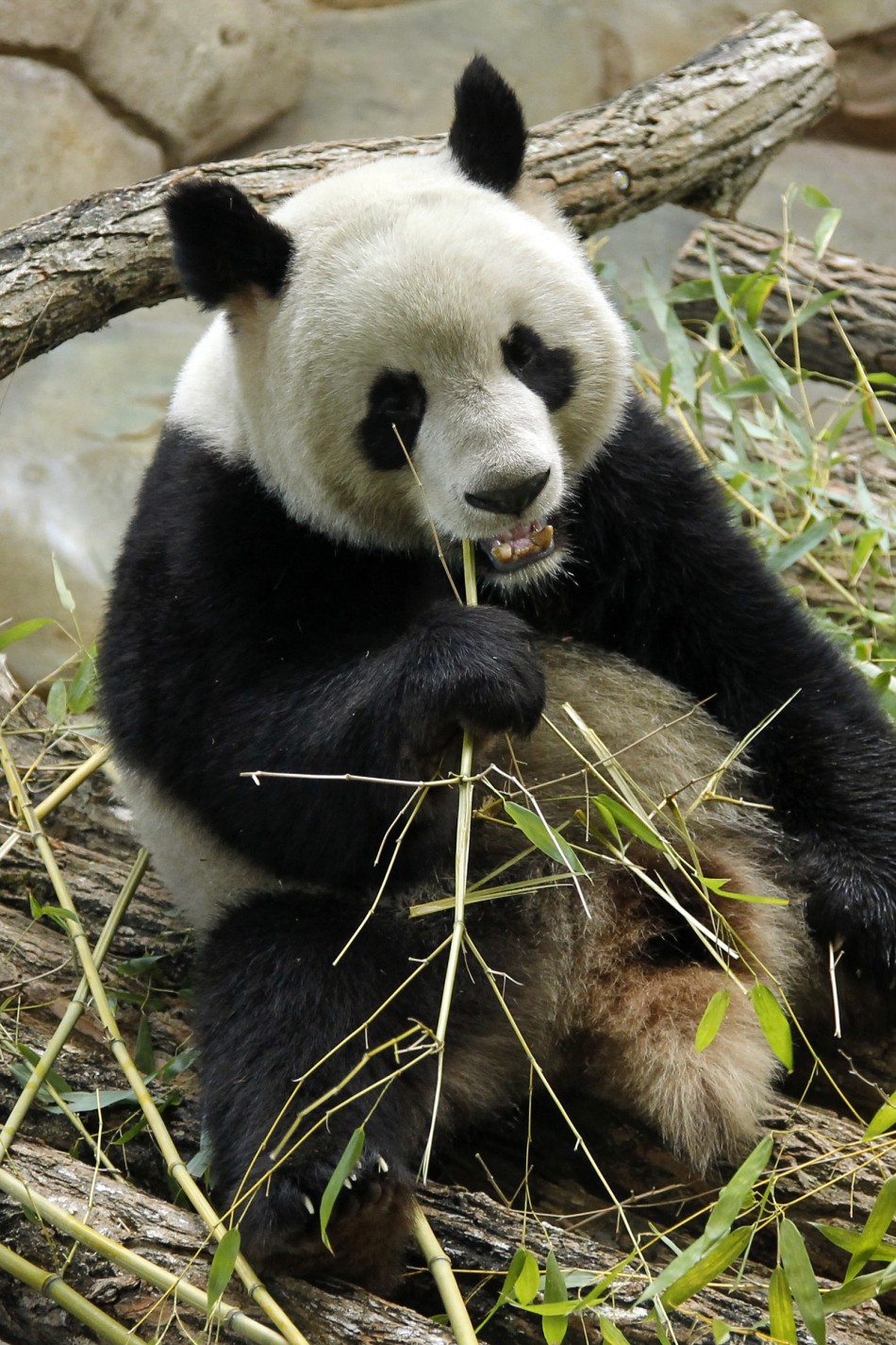 Why Edinburgh Pandas Failed to Mate